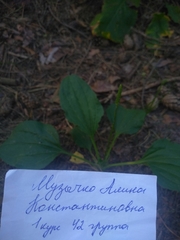 Plantago major