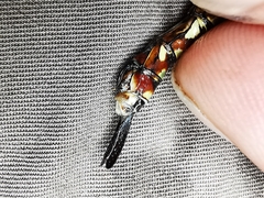 Rhionaeschna dugesi
