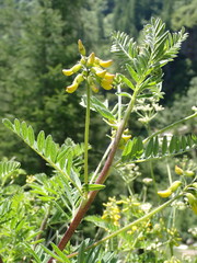 Astragalus penduliflorus