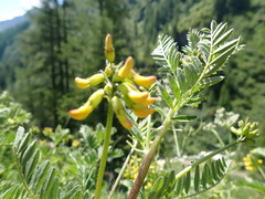 Astragalus penduliflorus