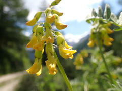 Astragalus penduliflorus