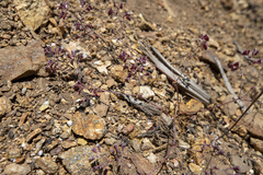 Sidotheca emarginata