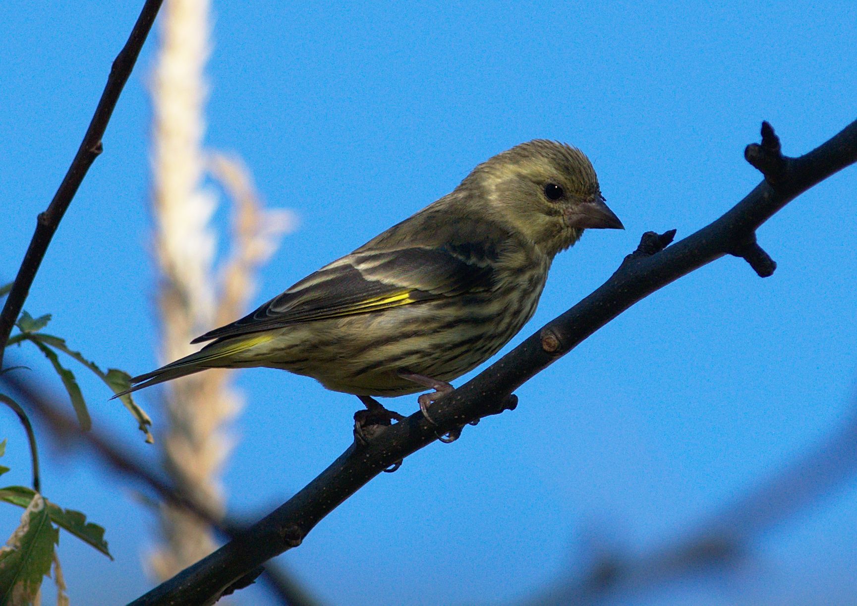 Yellow-breasted Greenfinch