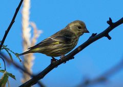 Chloris spinoides