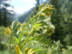 Astragalus penduliflorus