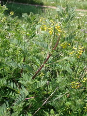 Astragalus penduliflorus