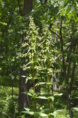 Frasera caroliniensis