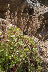 Heuchera hirsutissima