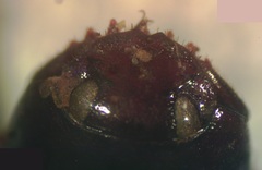 Agamopus lampros