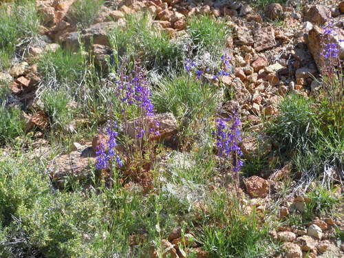 Image of Delphinium andersonii by (c) Jim Dreier, some rights reserved (CC BY)