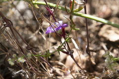 Collinsia concolor