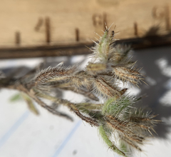 Cryptantha kelseyana