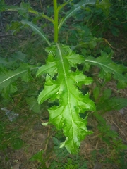 Cirsium arvense