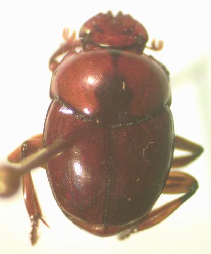 Canthon angustatus
