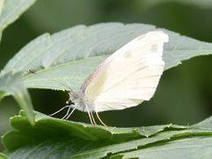 Pieris mannii