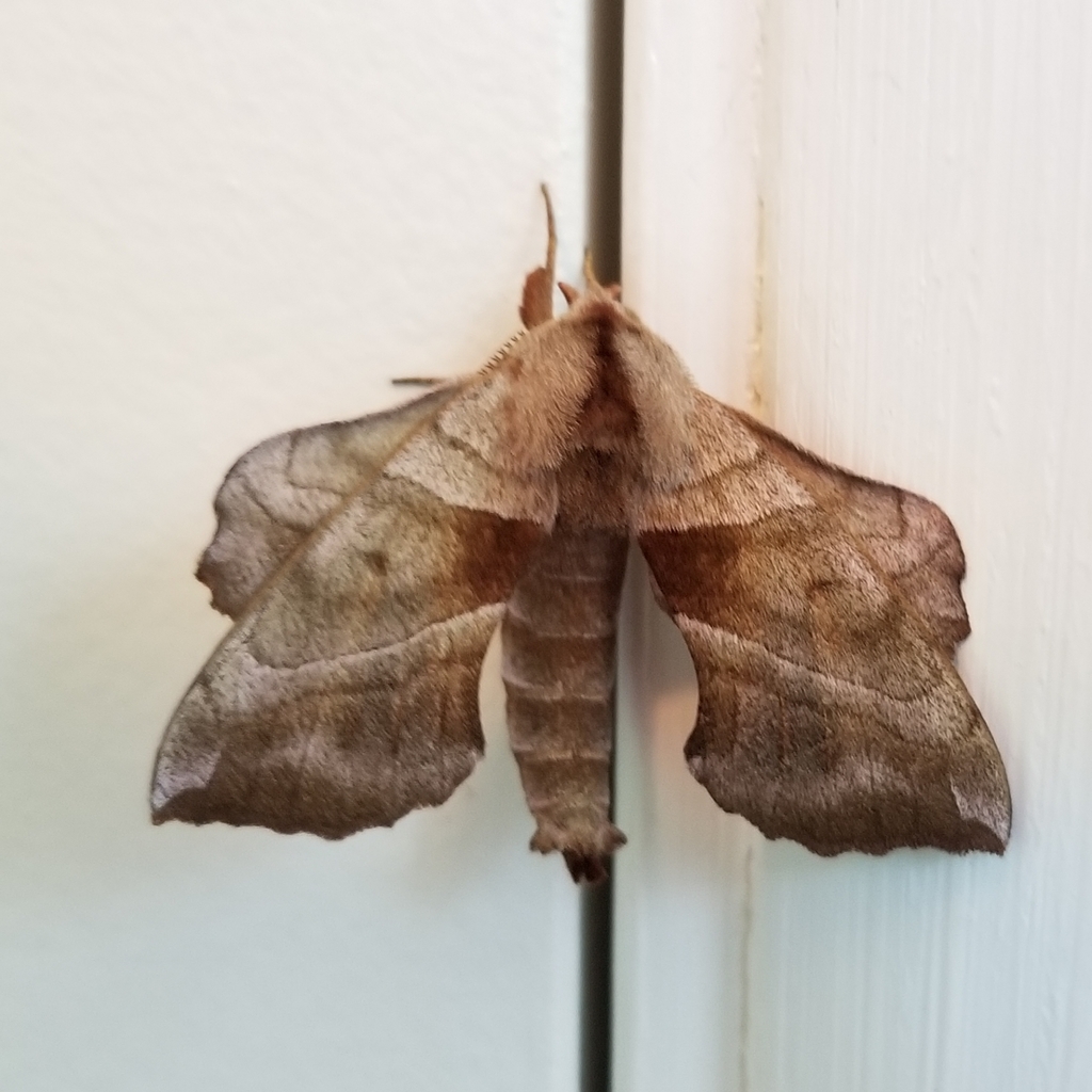 Walnut Sphinx from Forest Hill, MD, USA on June 30, 2020 at 12:24 PM by ...