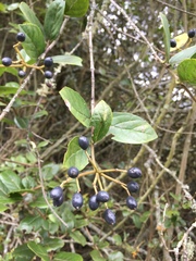 Viburnum triphyllum