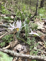 Erythronium albidum