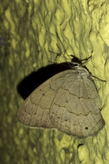 Cissia phronius