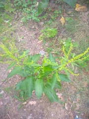 Rumex obtusifolius