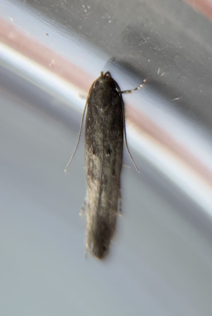Perimede parilis