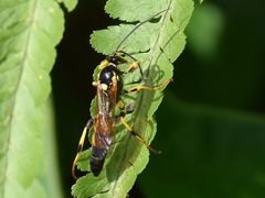 Ichneumon xanthorius