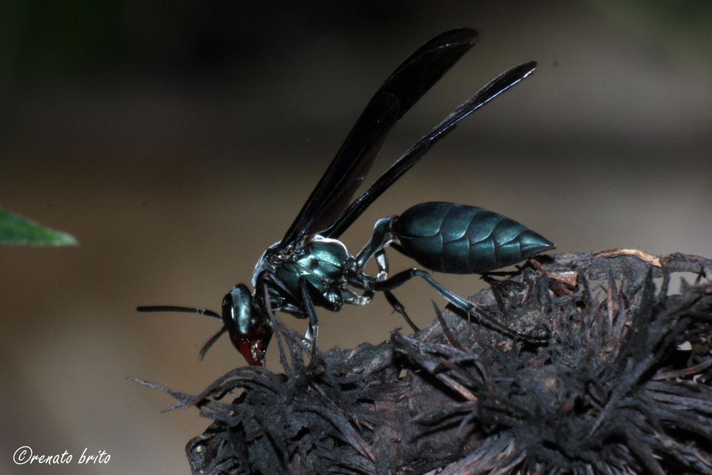 Synoeca cyanea