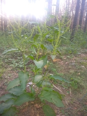 Rumex obtusifolius