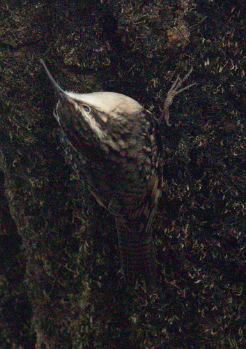 Bar-tailed Treecreeper (Certhia himalayana), photo 5