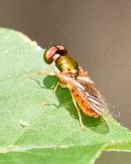 Cephalochrysa canadensis