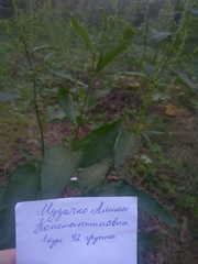 Rumex obtusifolius