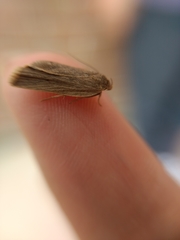 Lepidoptera