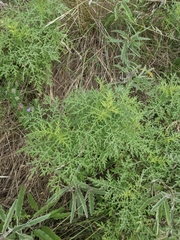 Ambrosia confertiflora