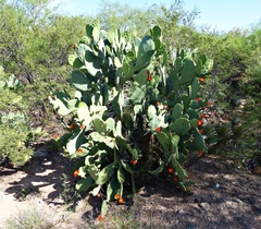 Opuntia quimilo