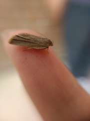 Lepidoptera