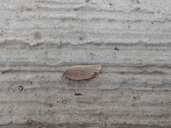 Lepidoptera