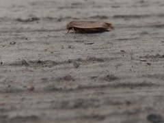 Lepidoptera