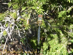 Somatochlora semicircularis