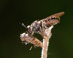 Cerotainia