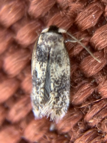 American Chestnut Moth photo 2