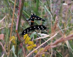 Amata ragazzii