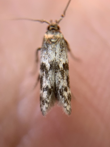 Asaphocrita aphidiella photo 3