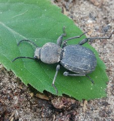 Scaurus puncticollis