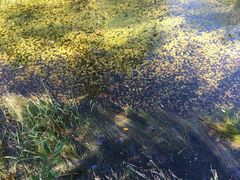 Hydrocharis morsus-ranae