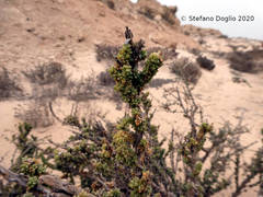 Traganum moquinii