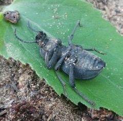 Scaurus puncticollis