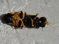 Acantholyda hieroglyphica