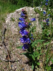Penstemon glaber