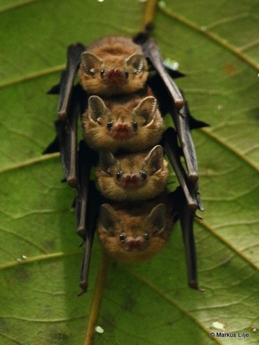 Dark Sheath-tailed Bat