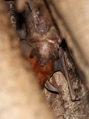 Noctilio albiventris